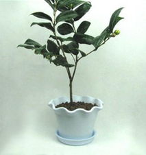 仟草集年宵花卉精品 茶花樹苗盆栽盆景的魅力