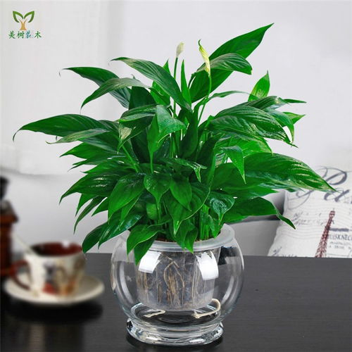 武漢美樹花木 綠植盆景出租與蔬菜種植的多元化城市生態解決方案