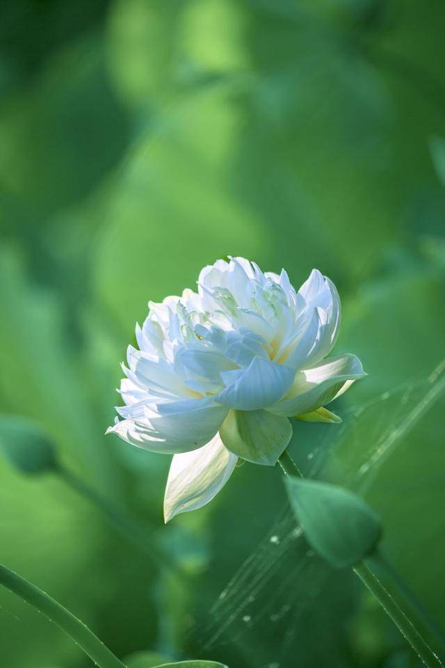 荷韻蔬香，雨中尋幽 花卉攝影與蔬菜美學的清涼對話