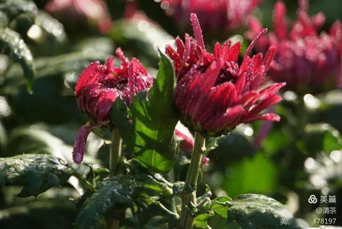 王城秋色，菊韻悠長(zhǎng) 花卉攝影中的光影詩篇